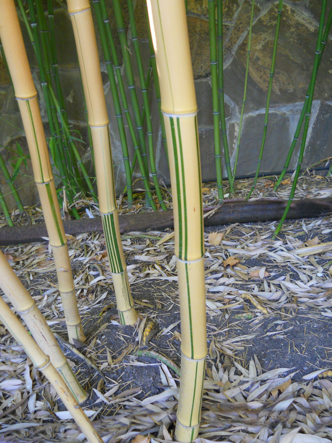 Image of Phyllostachys aureosulcata specimen.