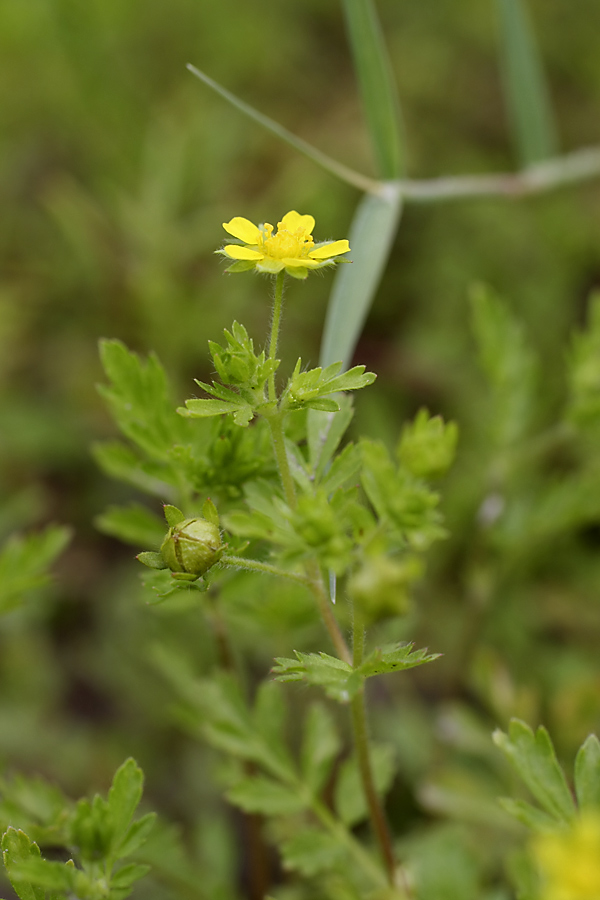 Image of Potentilla supina specimen.