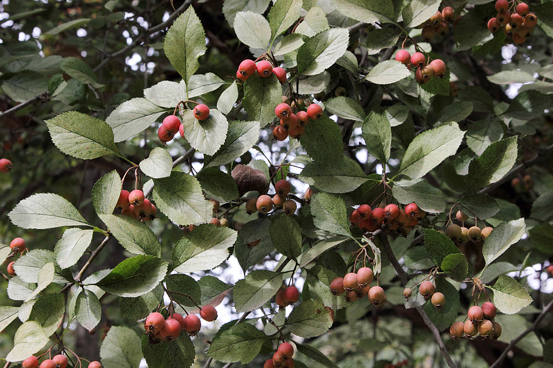 Image of Crataegus canbyi specimen.