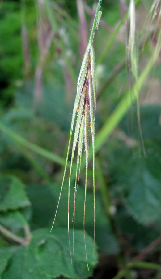 Изображение особи Anisantha sterilis.