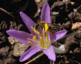 Colchicum stevenii