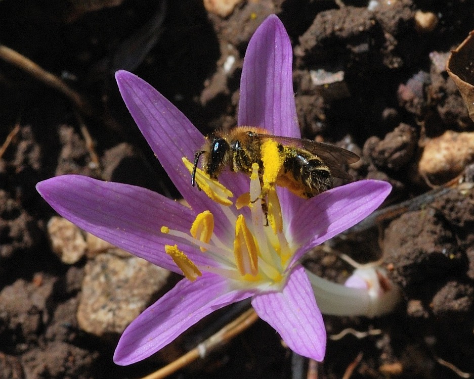 Image of Colchicum stevenii specimen.