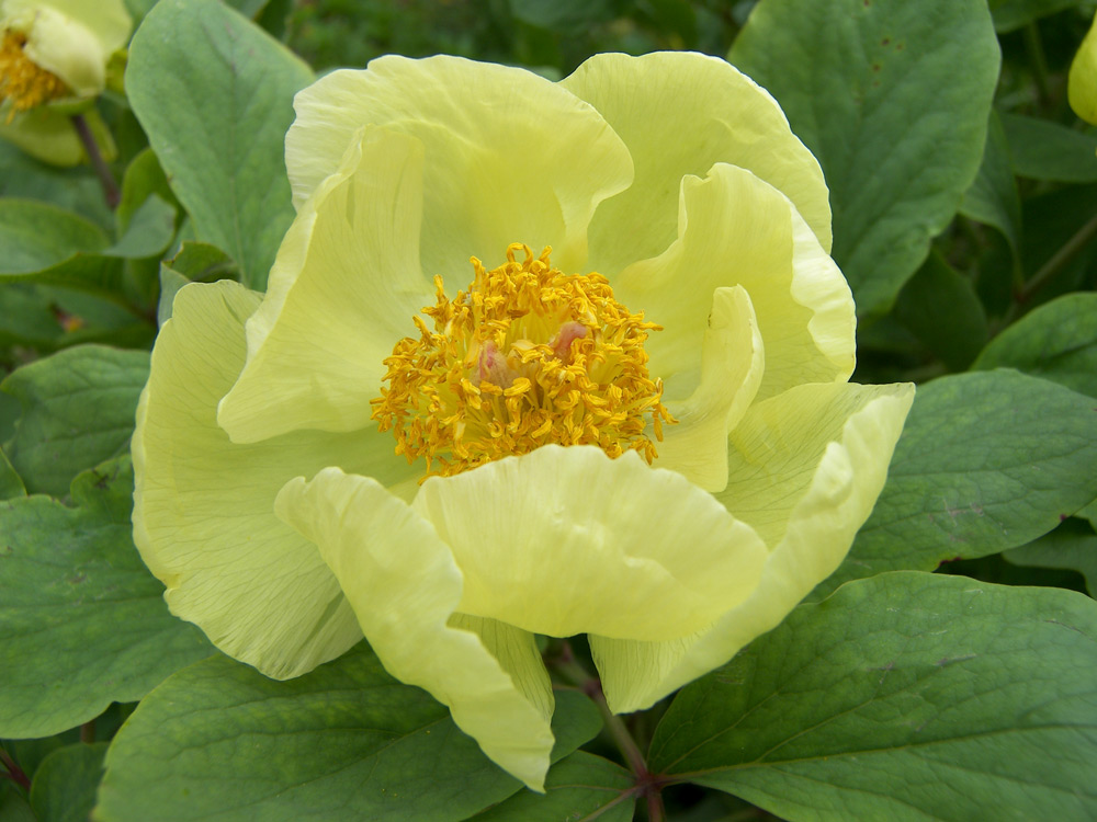 Изображение особи Paeonia mlokosewitschii.