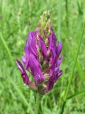 Astragalus onobrychis. Соцветие. Украина, г. Запорожье, ул. Сергея Тюленина. 09.06.2010.