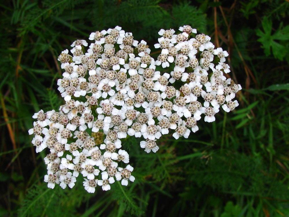 Image of Achillea millefolium specimen.