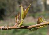 Stachyurus praecox. Средняя часть веточки с развивающимися побегами. Германия, г. Krefeld, ботанический сад. 20.04.2013.