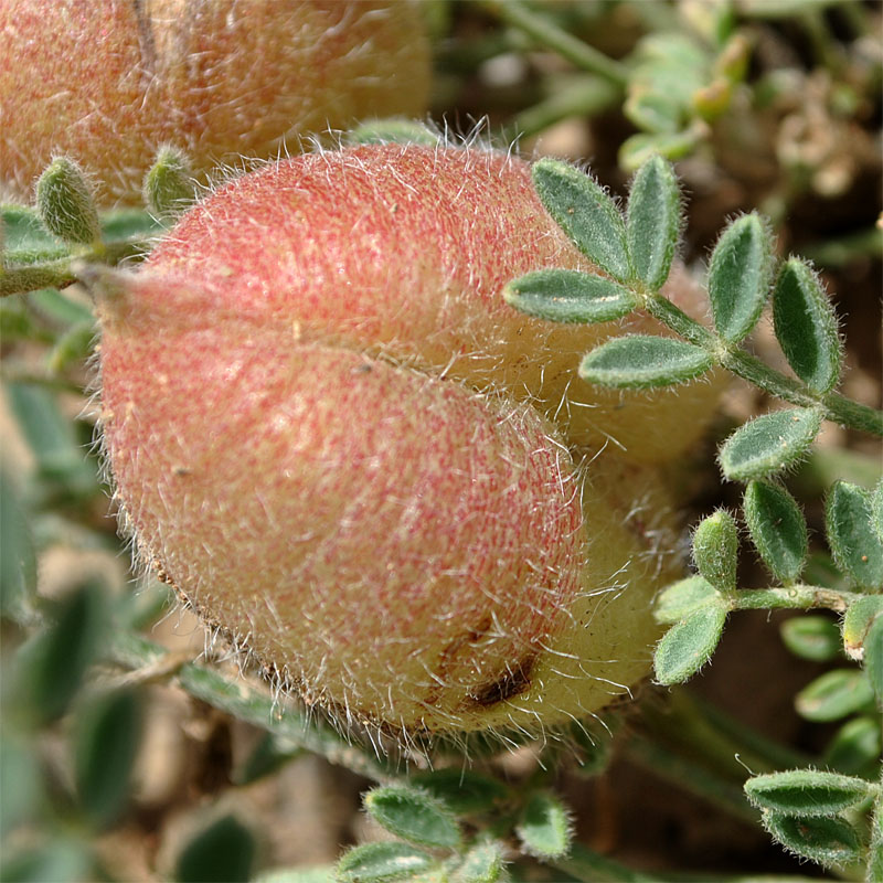 Image of Astragalus biebersteinii specimen.