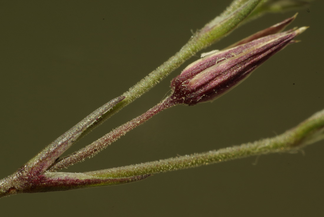 Image of Minuartia adenotricha specimen.