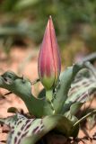 Tulipa greigii. Растение с бутоном. Южный Казахстан, правый берег каньона Машат. 08.04.2013.