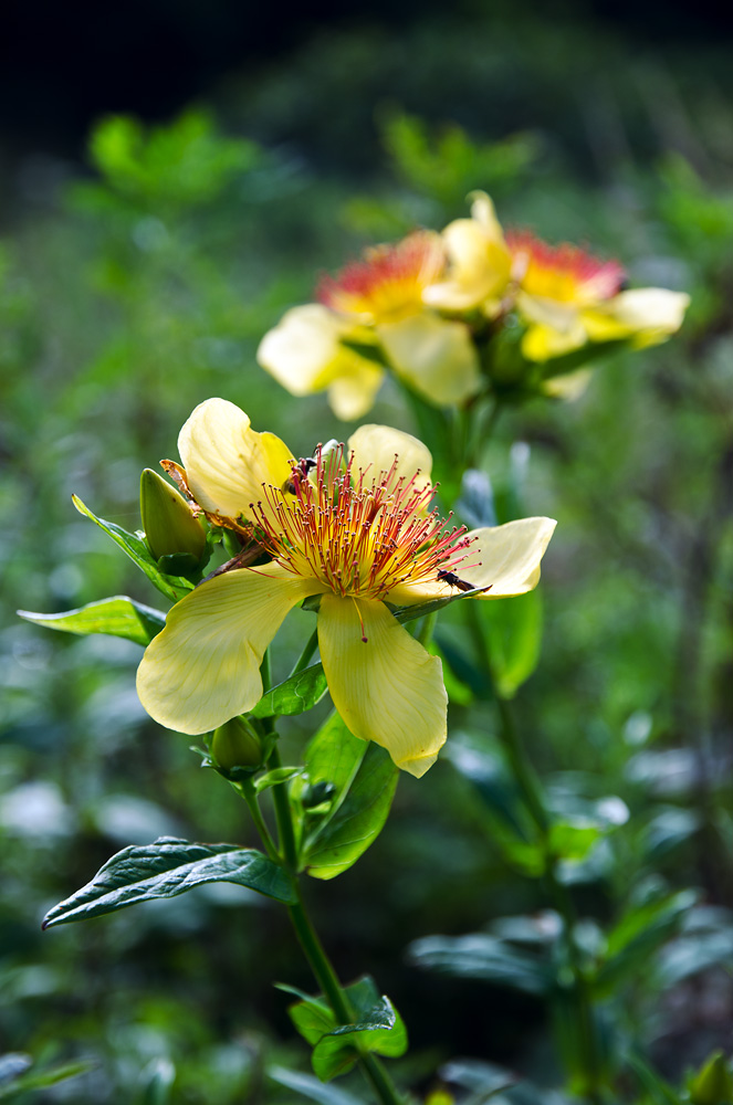 Image of Hypericum ascyron specimen.