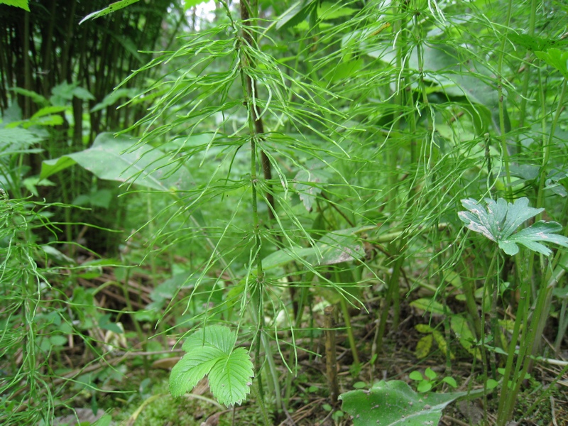 Изображение особи Equisetum pratense.