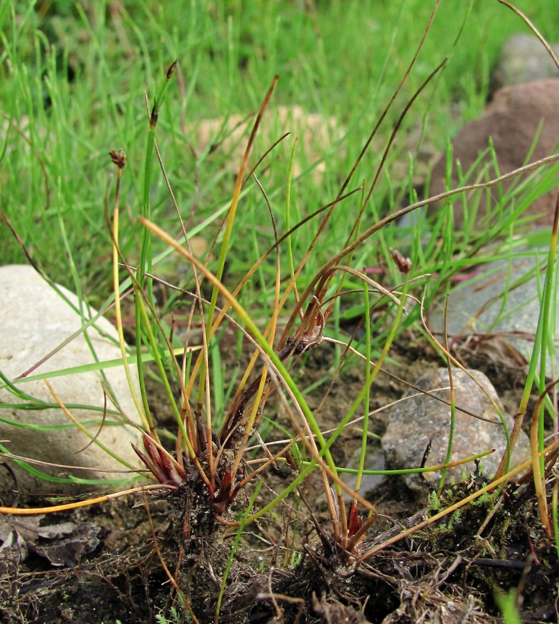 Image of Eleocharis uniglumis specimen.