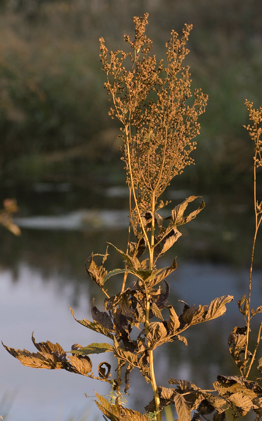 Image of Filipendula ulmaria specimen.