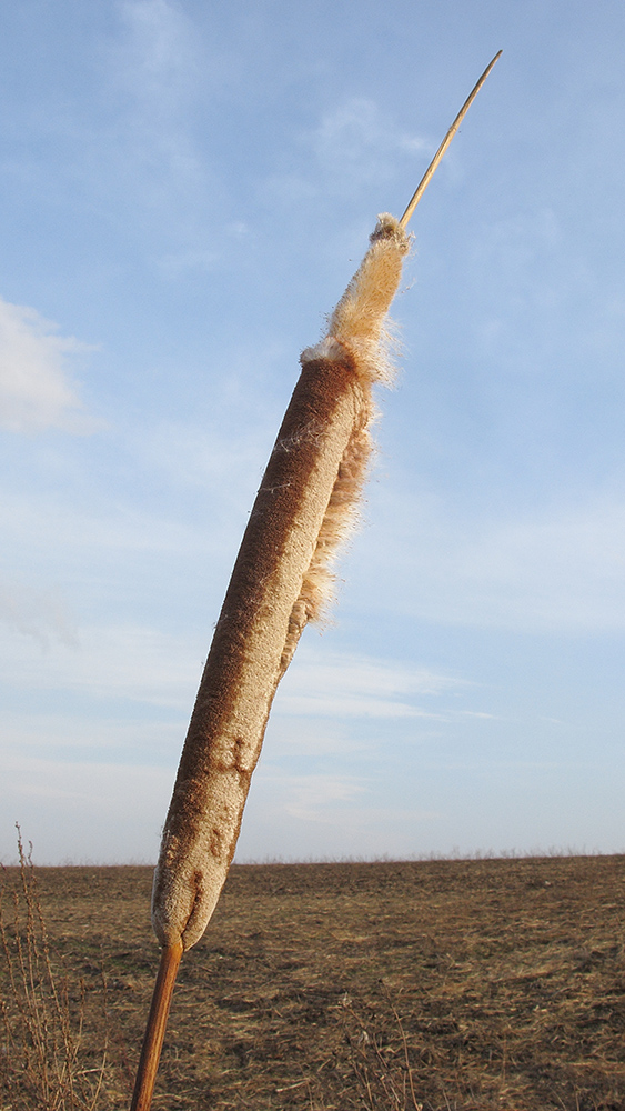 Image of genus Typha specimen.