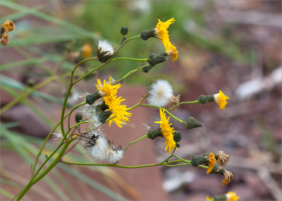 Image of Sonchus arvensis specimen.