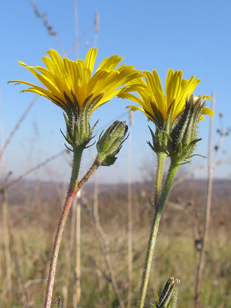 Image of Picris hieracioides specimen.