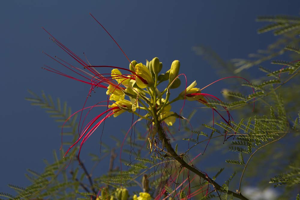 Image of Caesalpinia gilliesii specimen.