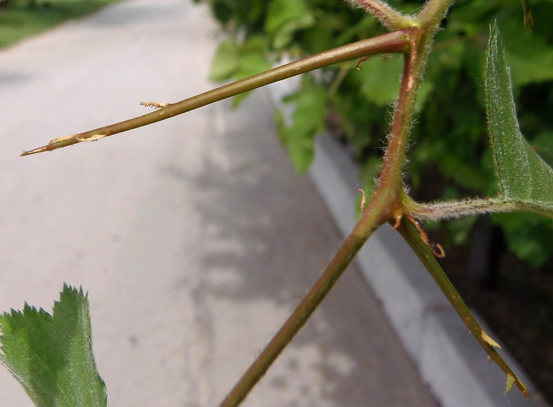 Image of genus Crataegus specimen.