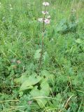 Phlomoides tuberosa. Цветущее растение. Иркутская обл., западный берег Байкала, низина около ручья. 02.08.2013.