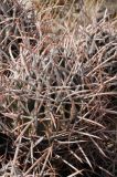 Echinocactus polycephalus. Часть растения с прошлогодними отцветшими цветами. США, Калифорния, Joshua Tree National Park. 19.02.2014.