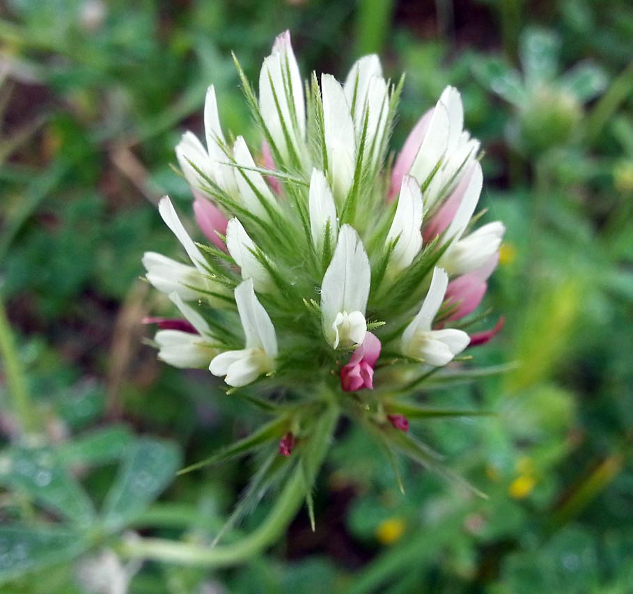 Изображение особи Trifolium stellatum.