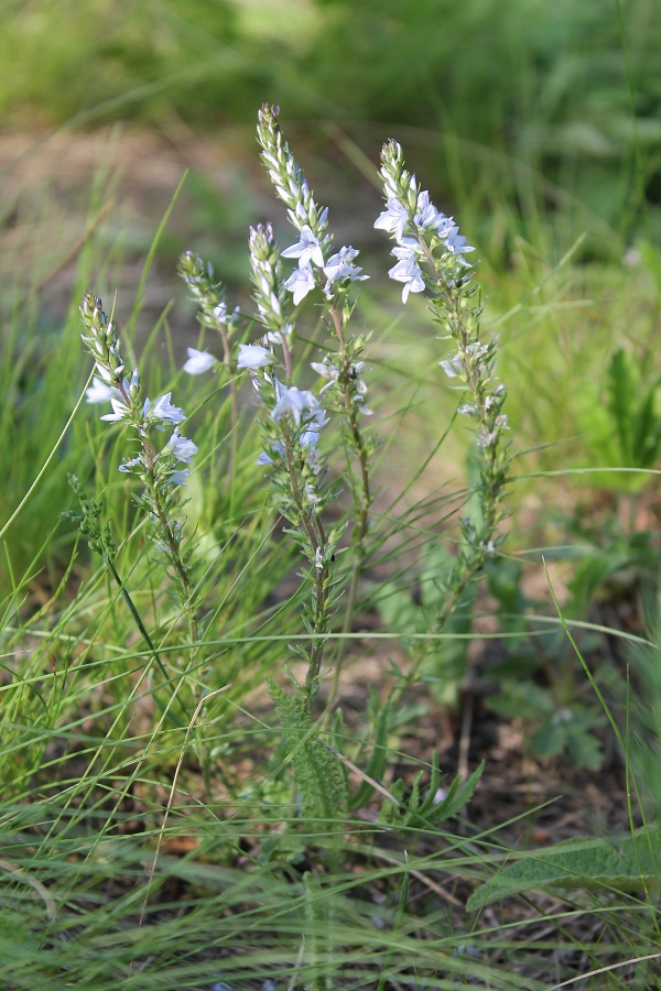 Изображение особи Veronica prostrata.