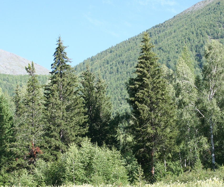 Image of Picea obovata specimen.