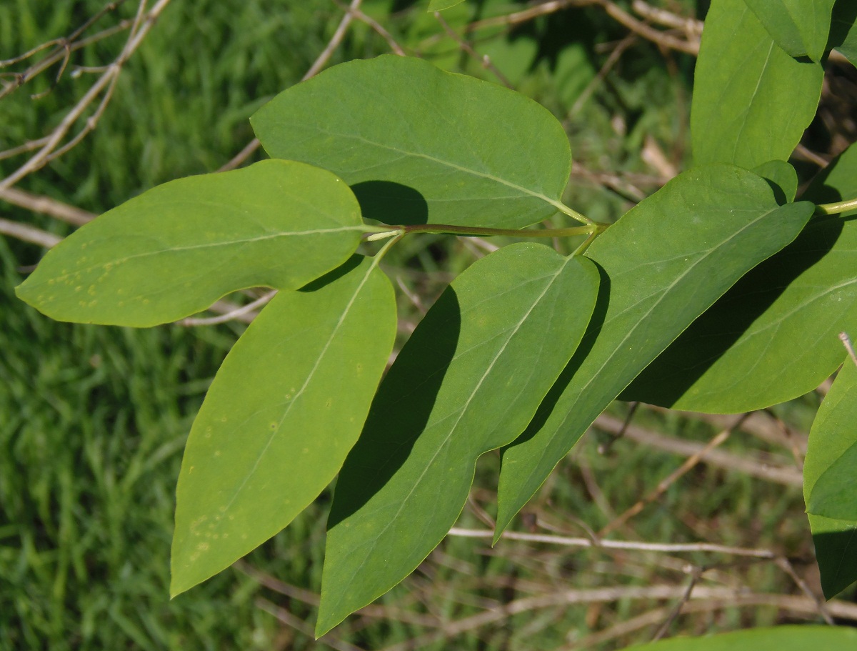 Image of Lonicera tatarica specimen.