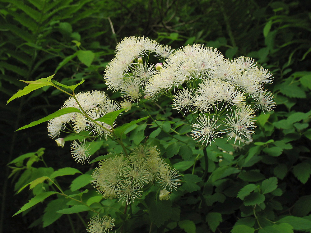 Image of Thalictrum aquilegiifolium specimen.