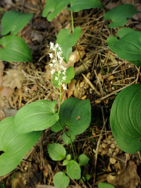 Изображение особи Maianthemum bifolium.