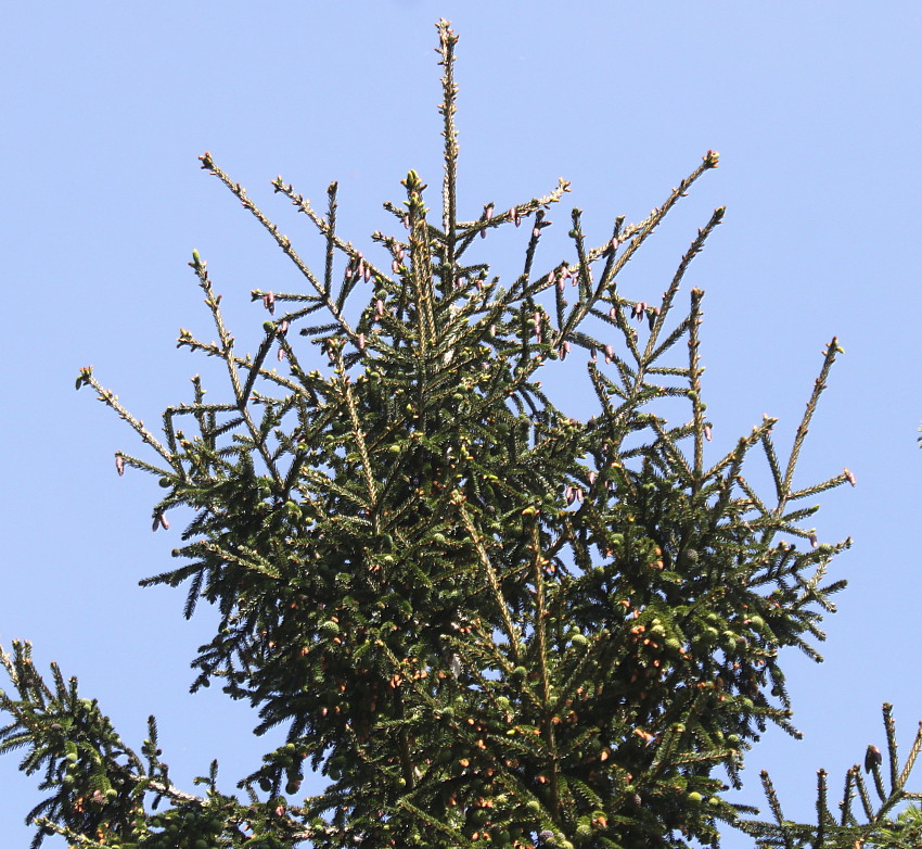 Изображение особи Picea orientalis.