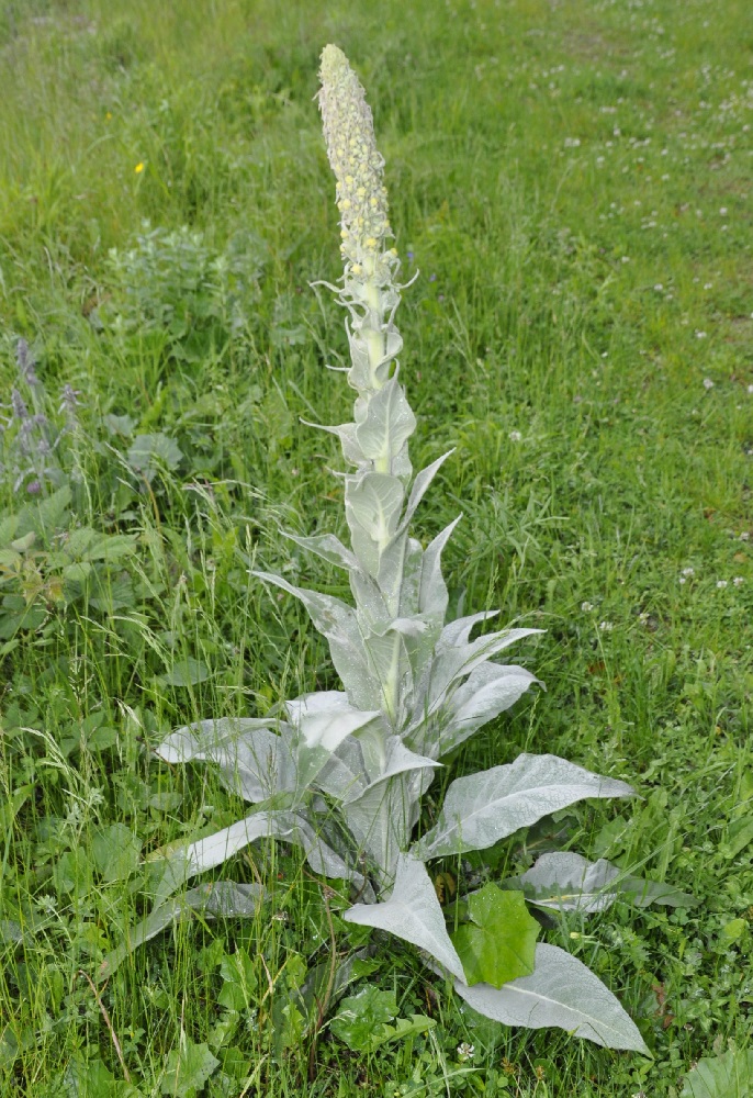 Image of Verbascum eriophorum specimen.