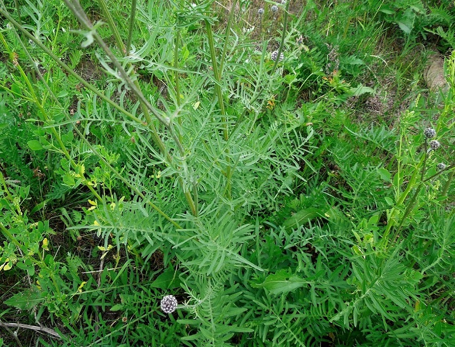 Image of Centaurea scabiosa specimen.