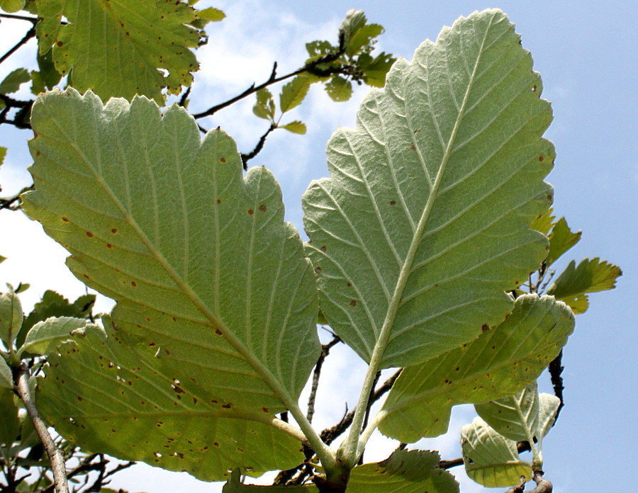 Image of Sorbus mougeotii specimen.