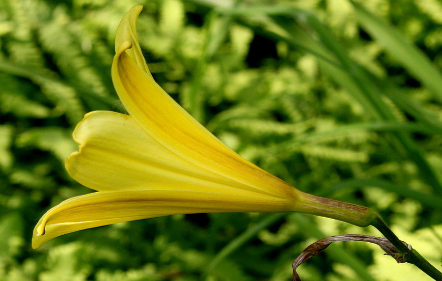 Изображение особи Hemerocallis minor.