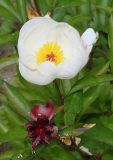 Paeonia lactiflora. Цветок и развивающийся плод. Германия, г. Дюссельдорф, Ботанический сад университета 03.06.2014.