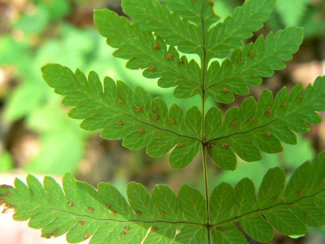 Изображение особи Gymnocarpium dryopteris.