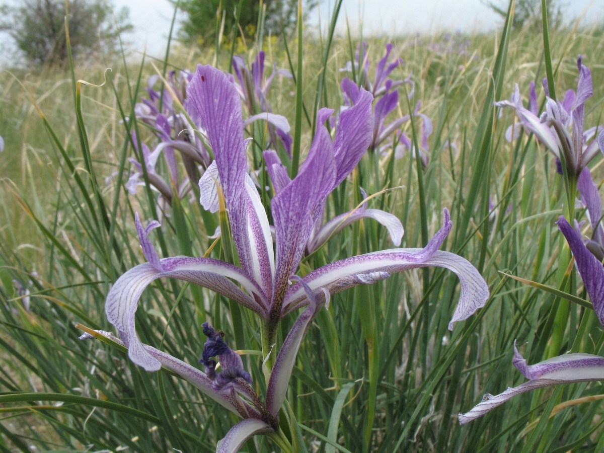 Image of Iris songarica specimen.