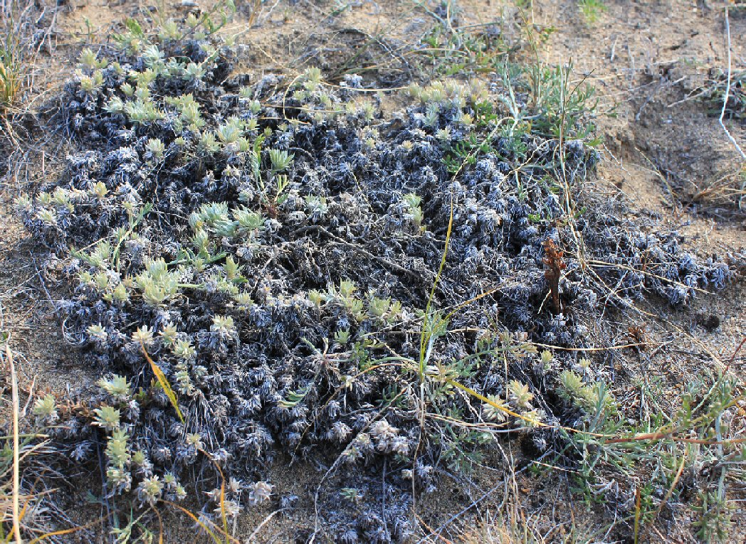 Image of Artemisia cuspidata specimen.