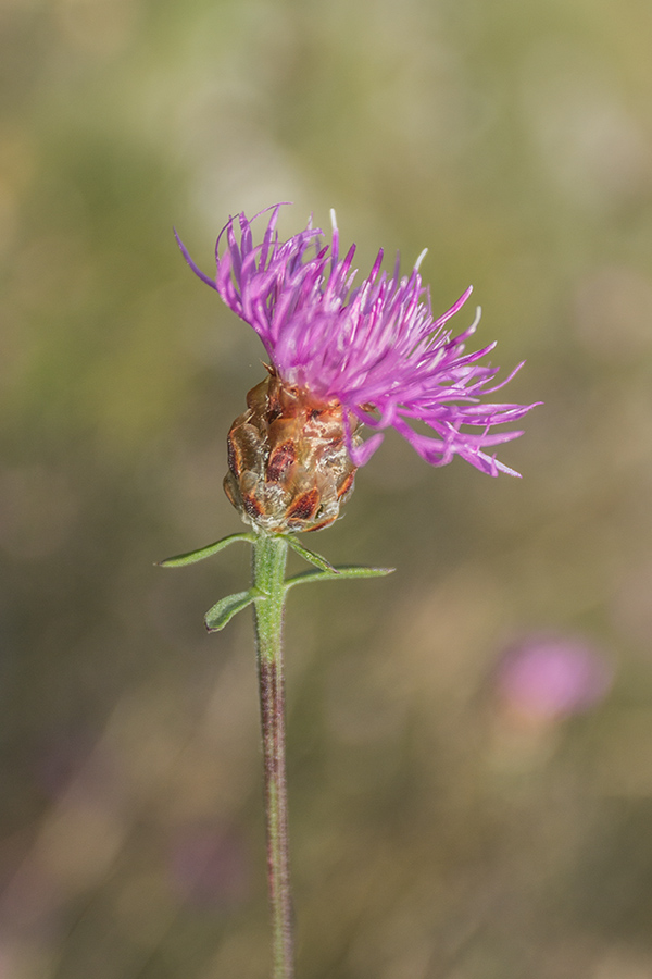 Изображение особи род Centaurea.