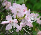 род Rhododendron. Верхушка побега с цветками. Приморский край, Владивосток, Ботанический сад. 02.06.2008.