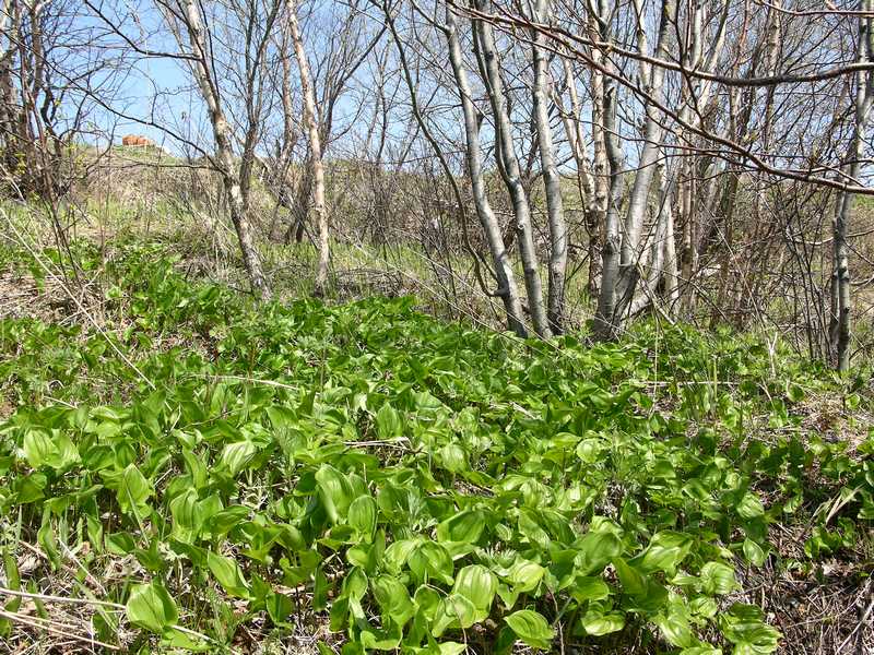 Изображение особи Maianthemum dilatatum.