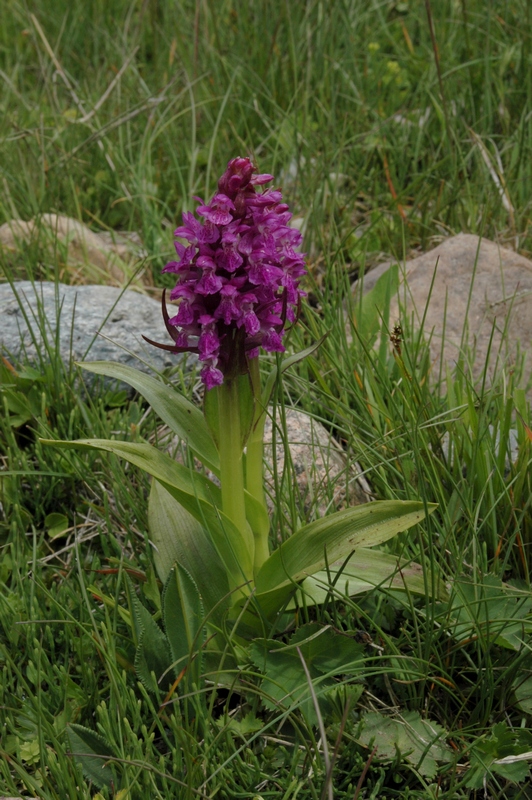 Изображение особи Dactylorhiza umbrosa.