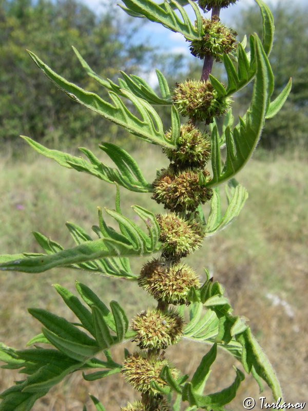 Image of Lycopus exaltatus specimen.