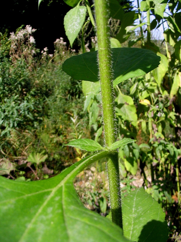 Image of Helianthus tuberosus specimen.