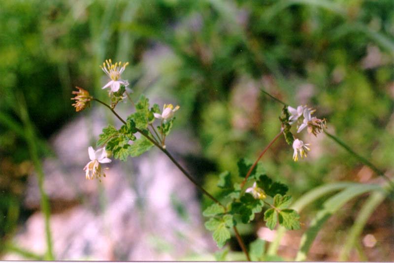 Image of Thalictrum sparsiflorum specimen.