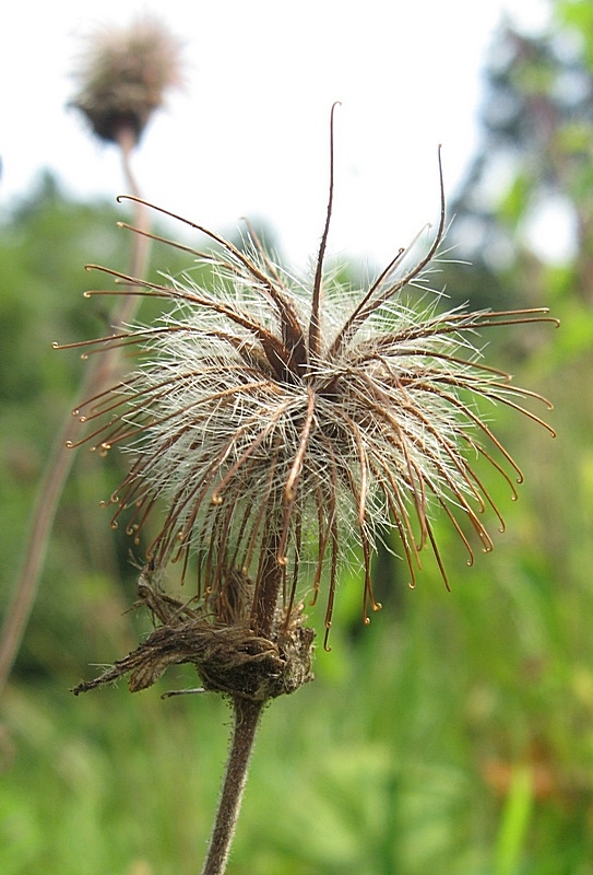 Image of Geum rivale specimen.