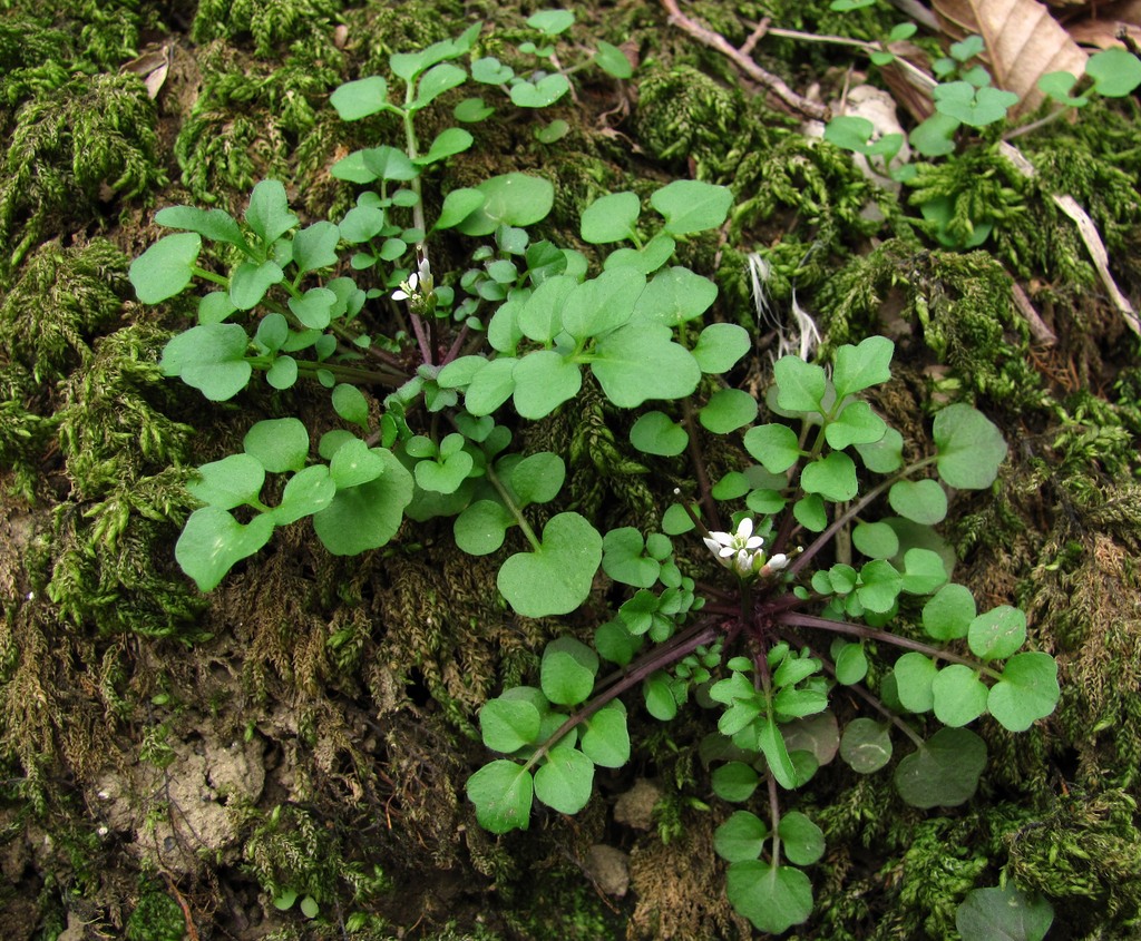 Image of Cardamine hirsuta specimen.