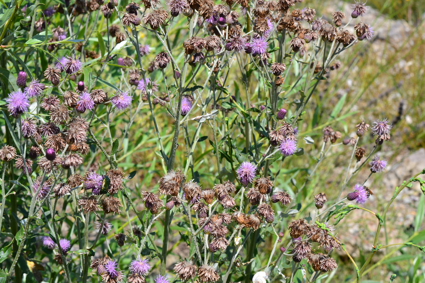 Image of Cirsium incanum specimen.