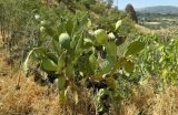 Opuntia ficus-indica. Плодоносящее растение. Испания, Андалусия, провинция Малага, г. Ронда, горный склон. Август 2015 г.